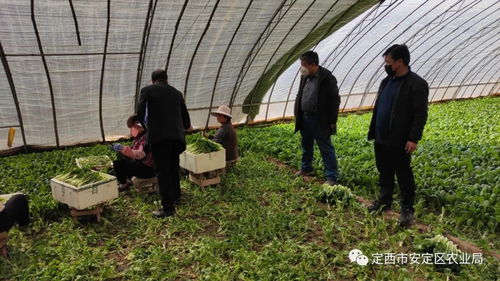 市區聯合行動 強化疫情期間農產品質量安全監管，推進食用農產品合格證制度落地